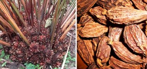 अलैँचीको मूल्यमा ३३ प्रतिशतले वृद्धि, सस्तोमा किनेर महंगोमा बेच्दै भारत