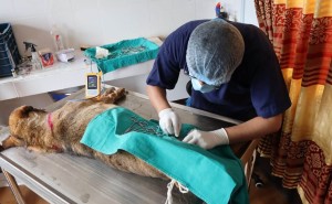 सामुदायिक कुकुरको बिगबिगी बढेपछि नगरपालिकाले धमाधम गर्यो बन्ध्याकरण