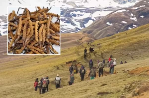 यार्सा खोज्नेक्रममा ज्यान गुमाएकाहरूका आश्रितलाई सहयोग