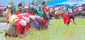 परम्परागत बीउले धान उत्पादन बढेन