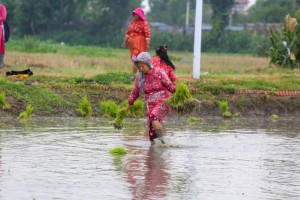 मानो रोपेर मुरी फलाउने, असार १५ राष्ट्रिय धान दिवस 