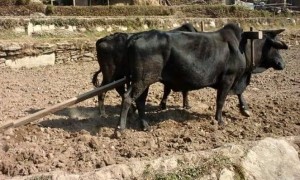 किसानलाई हल गोरु वितरण