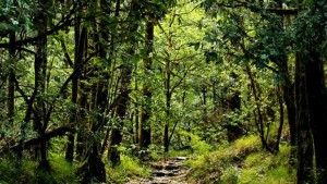 सबैया साझेदारी वन अतिक्रमणमा