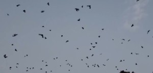 नारायणहिटी दरबार अगाडि ‘कागे’ले भेला गरे दर्जनौं काग 