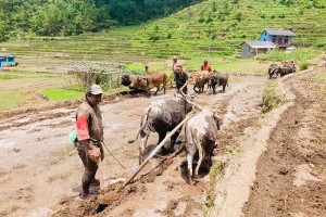 बाग्लुङ्गको गलकोटका किसानलाई रोपाइँको चटारो