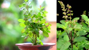 आज आषाढ शुक्ल एकादशी, तुलसीको बिरुवा सार्ने दिन