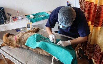 सामुदायिक कुकुरको बिगबिगी बढेपछि नगरपालिकाले धमाधम गर्यो बन्ध्याकरण