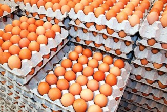 नेपालमा अण्डाको मूल्यमा गयो पहिरो, किन ह्वात्तै घट्यो ?