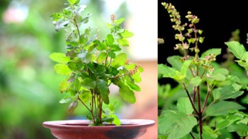 आज आषाढ शुक्ल एकादशी, तुलसीको बिरुवा सार्ने दिन
