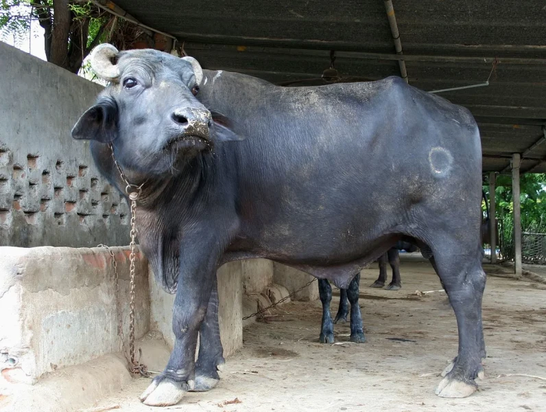 भैँसीले हान्दा एकजना ठहरै 