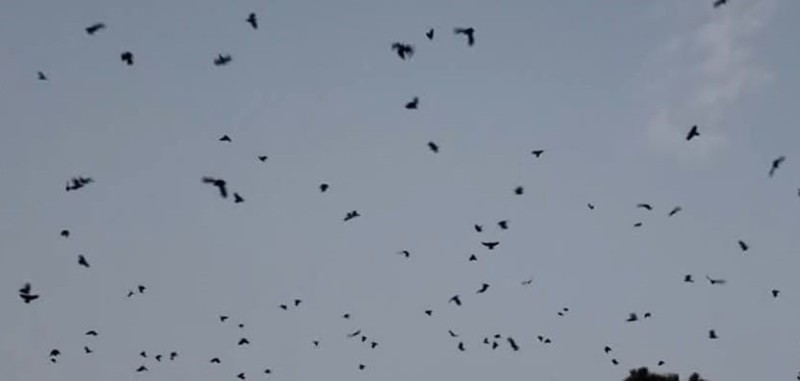 नारायणहिटी दरबार अगाडि ‘कागे’ले भेला गरे दर्जनौं काग 