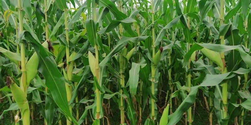 अमेरिकन फौजी कीराले नेपालको मकै सखापै पार्यो 