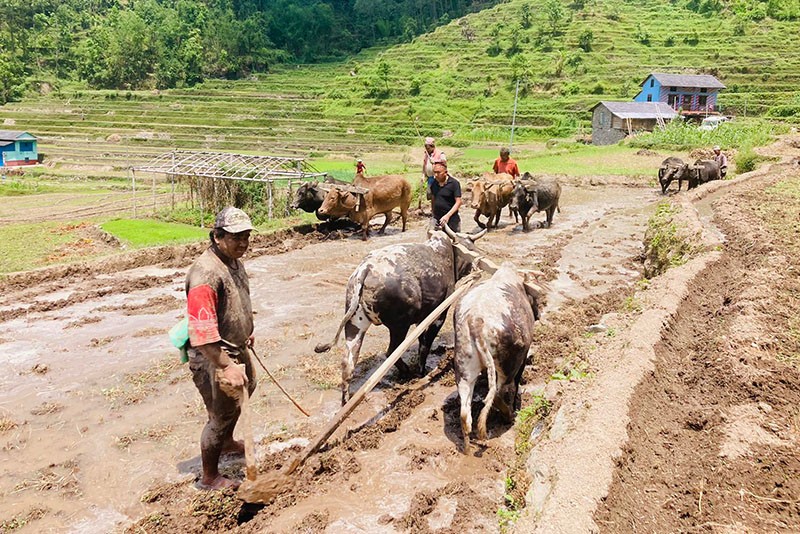 बाग्लुङ्गको गलकोटका किसानलाई रोपाइँको चटारो