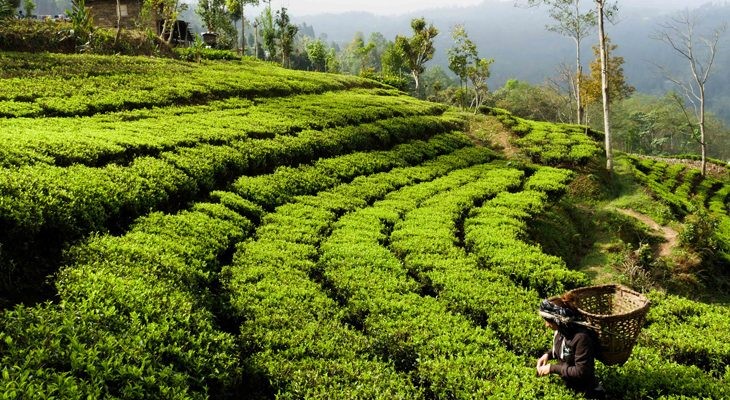 इलाममा अन्तर्राष्ट्रिय चिया महोत्सव हुने