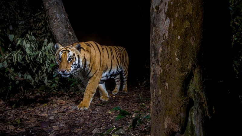 बाघको संख्या बढ्यो, बस्ने ठाउँ घट्यो 